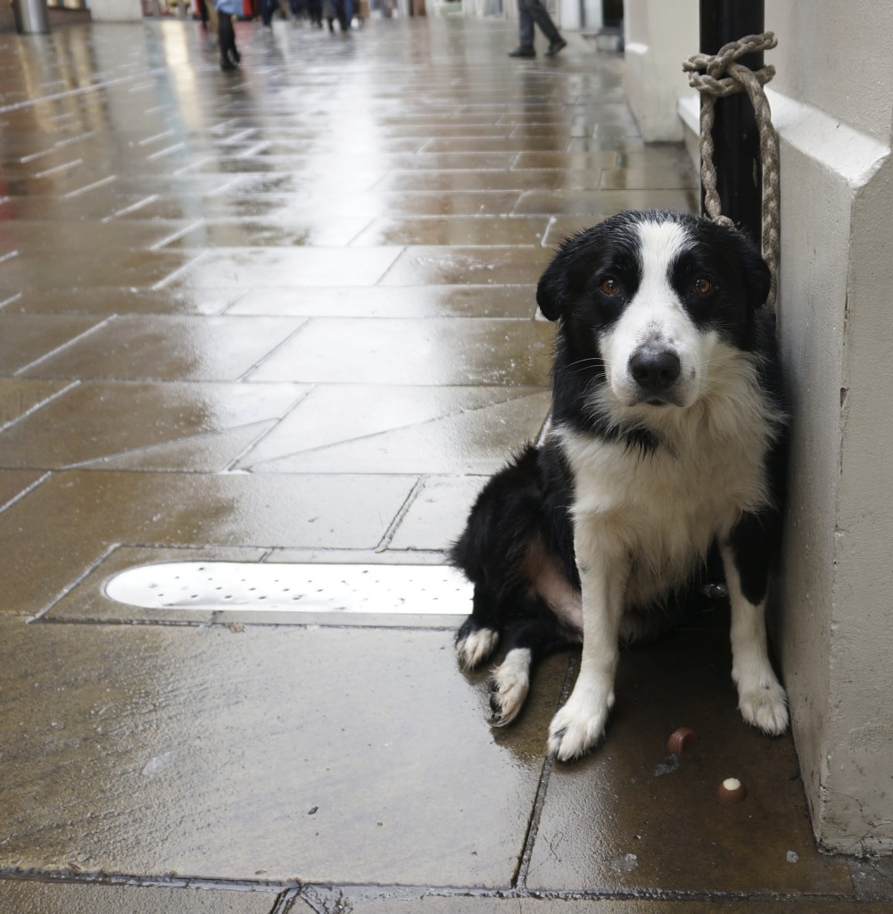 bearded collie in england. black and white bearded collie in england. black and white