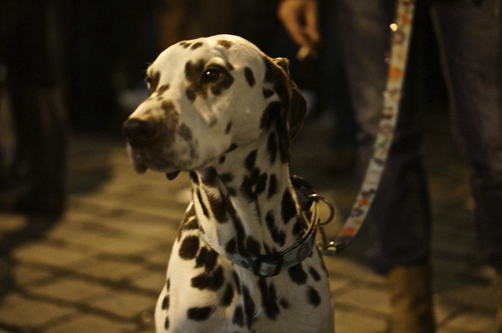 dalmation spots