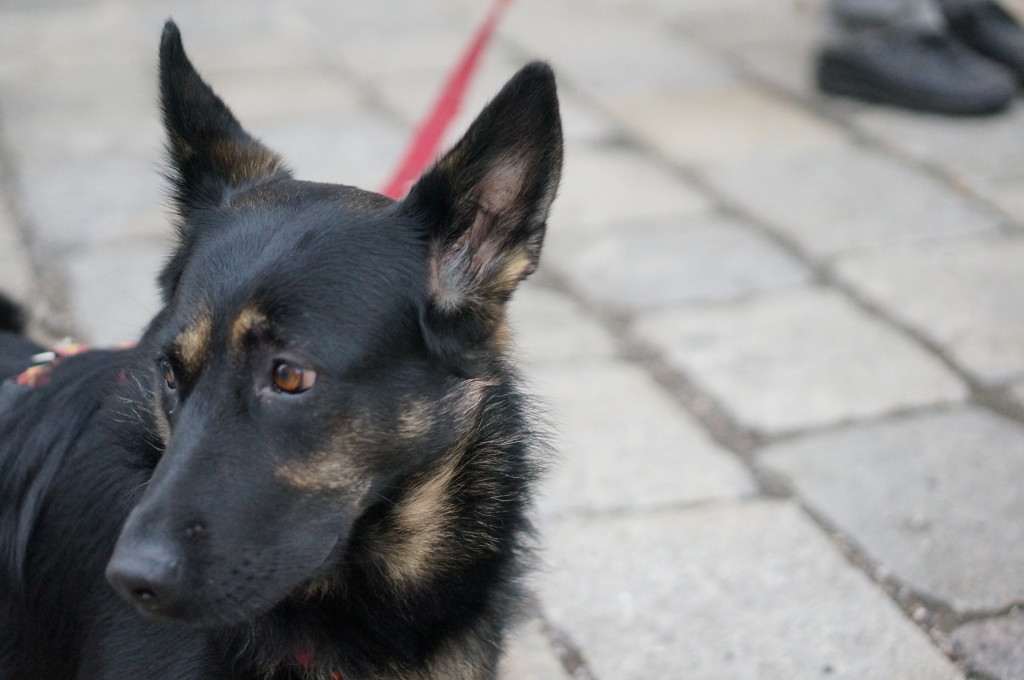 Most Elegant Best Behaved Dogs in the World Live in Vienna, Austria