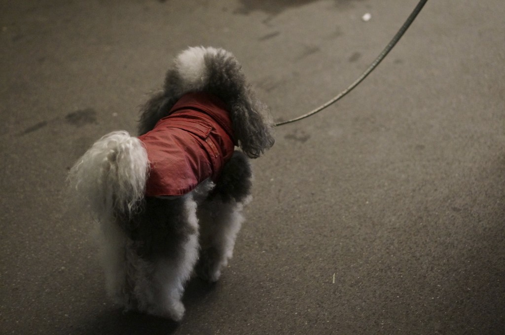 poodle fluffy poodle on walk