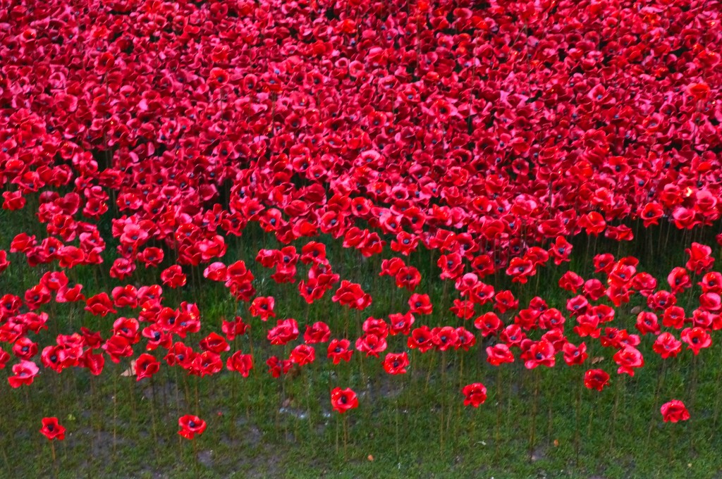 red ceramic poppies at Tower of London exhibit installation
