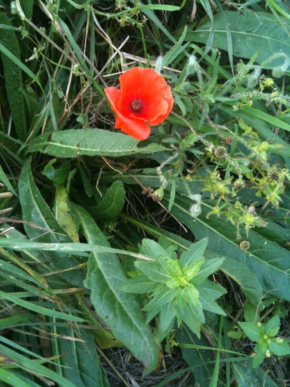 photo(22)