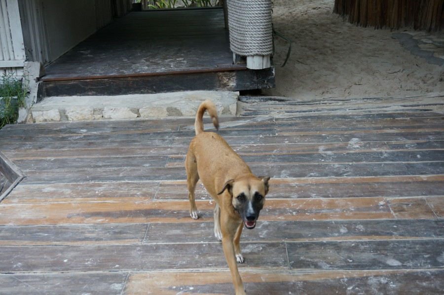 beach dog tulum