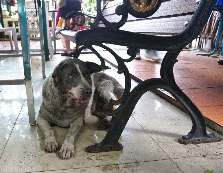 thai dog bangkok