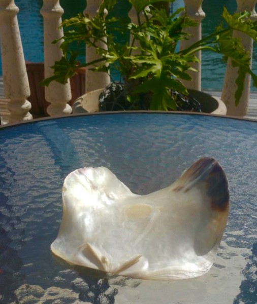 miami shell souvenir