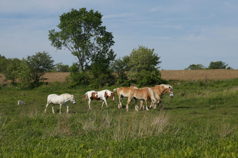 DSC09825