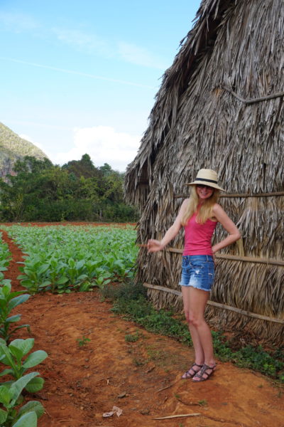 smoke cuban cigar vinales cuba visit tobacco fields