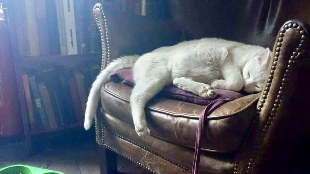 Kitty shakespeare and Company paris cat white