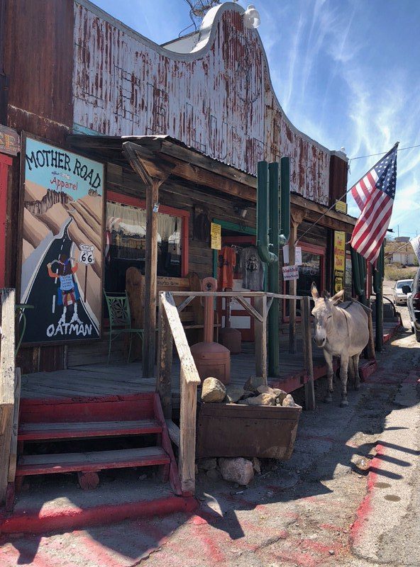 wild burro arizona route 66