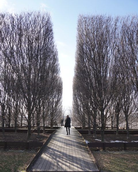 trees dia beacon winter